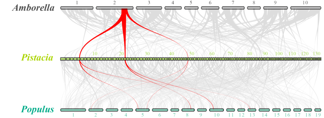開(kāi)心果與無(wú)油樟及毛果楊共線性